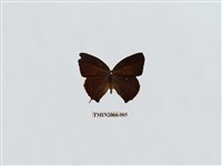 藏品(燕尾紫灰蝶)的圖片